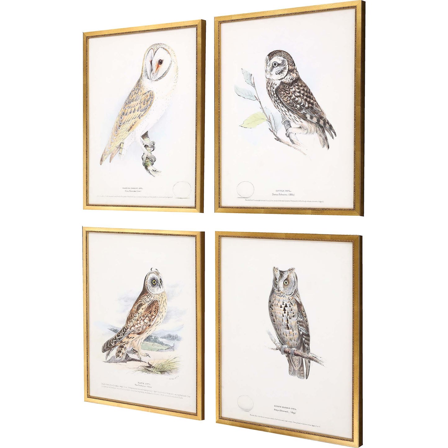 Paragon Owls S/4