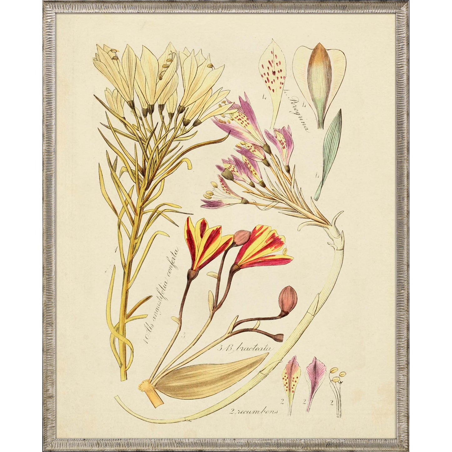 Paragon Antique Sketch