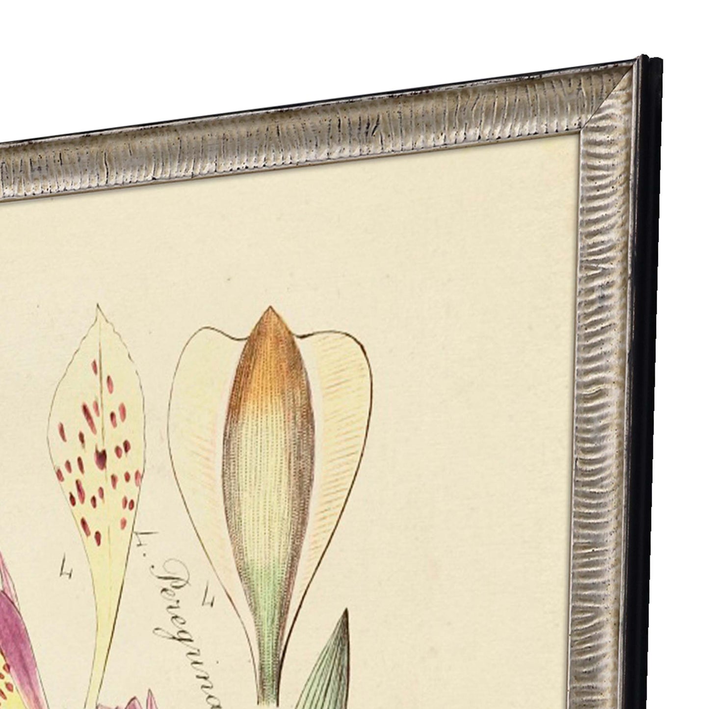 Paragon Antique Sketch
