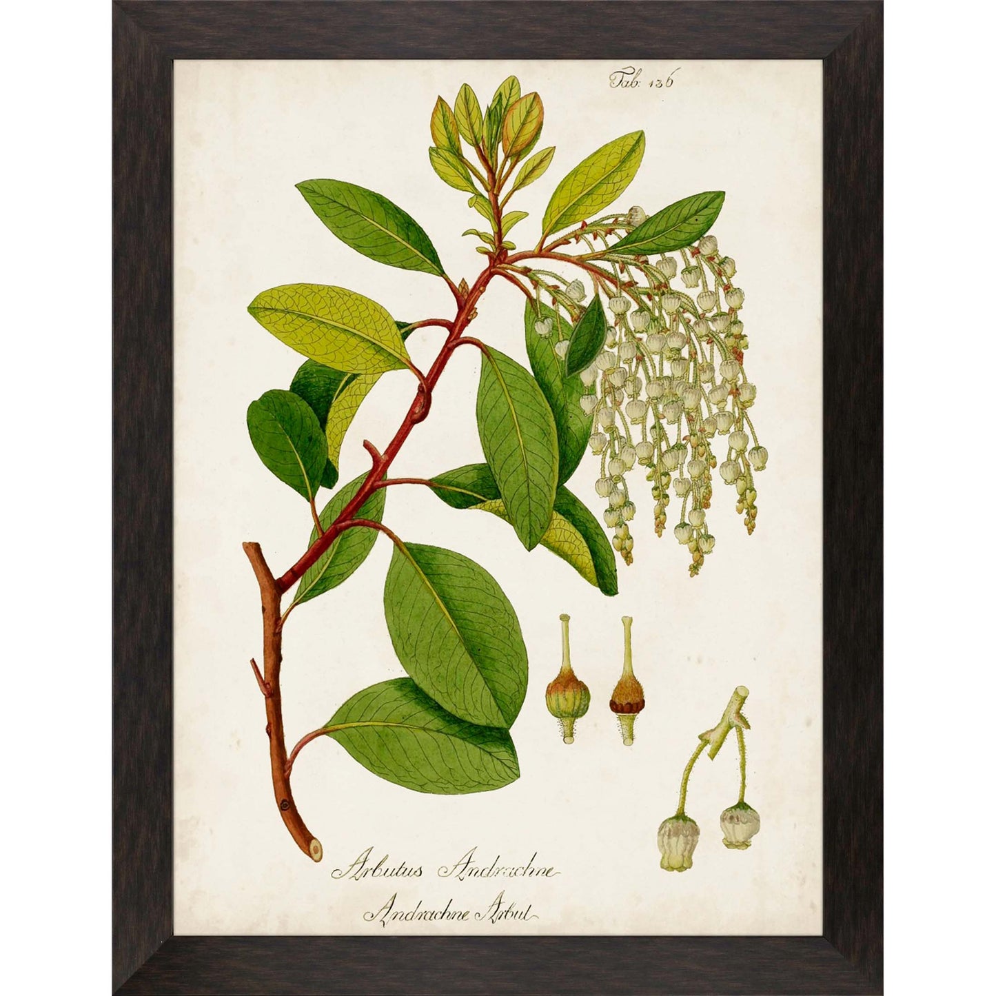 Paragon Antique Greenery IV