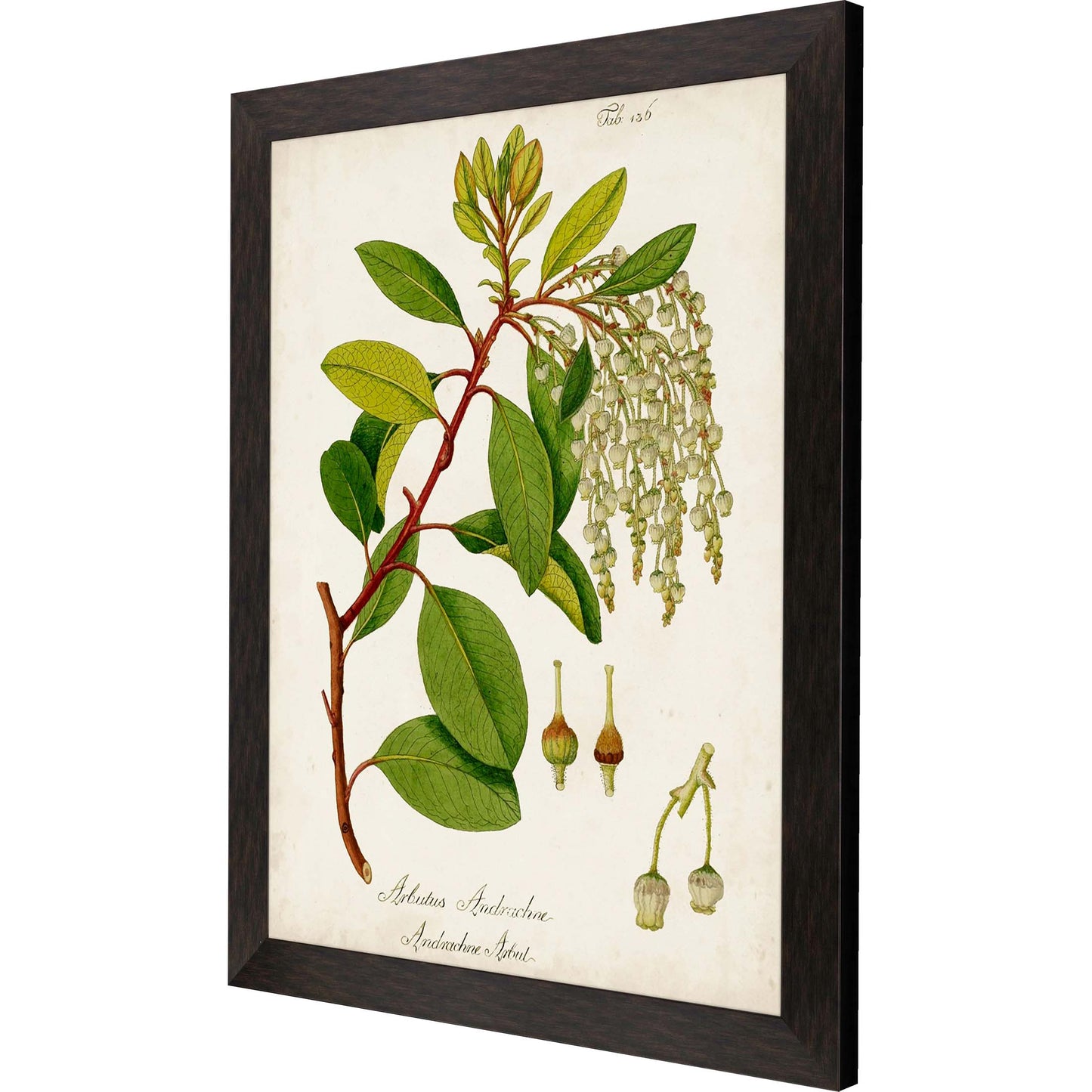 Paragon Antique Greenery IV