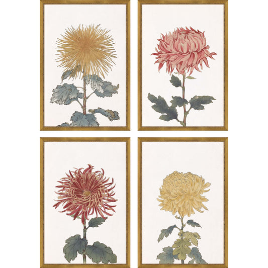 Paragon Chrysanthemum S/4