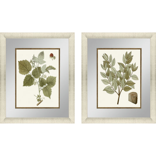 Paragon Botanical Leaf II S/2