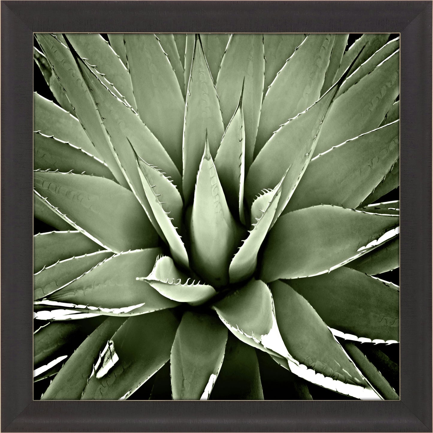 Paragon Green Succulent III