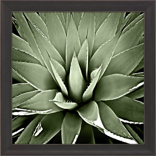 Paragon Green Succulent III