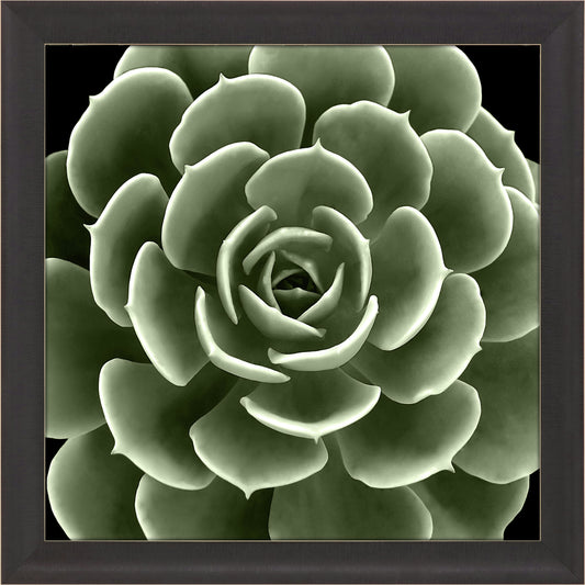 Paragon Green Succulent IV