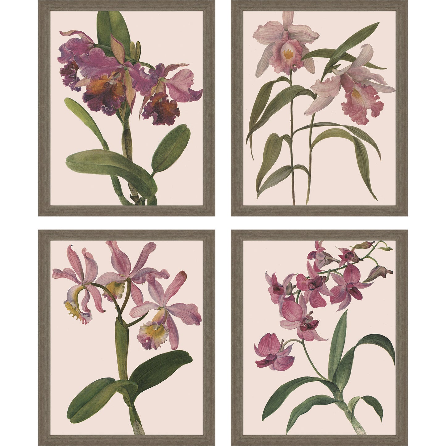 Paragon Orchids S/4