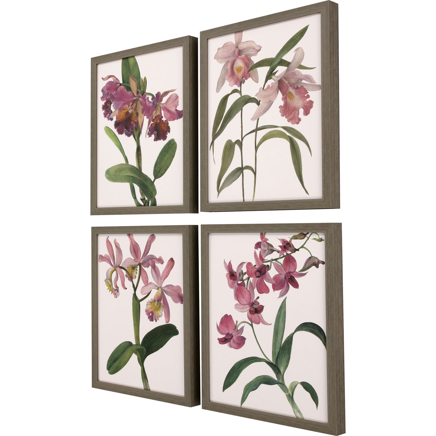 Paragon Orchids S/4