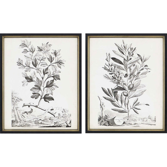 Paragon Botanicals III S/2
