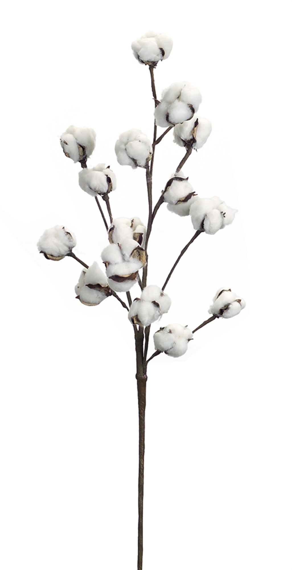Cotton Spray (Set Of 6) 30"H Cotton/Wire/Paper