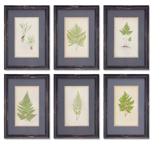 Framed Fern Prints (Set Of 6) 13.5"L x 19.5"H Mdf/ Glass/Wood