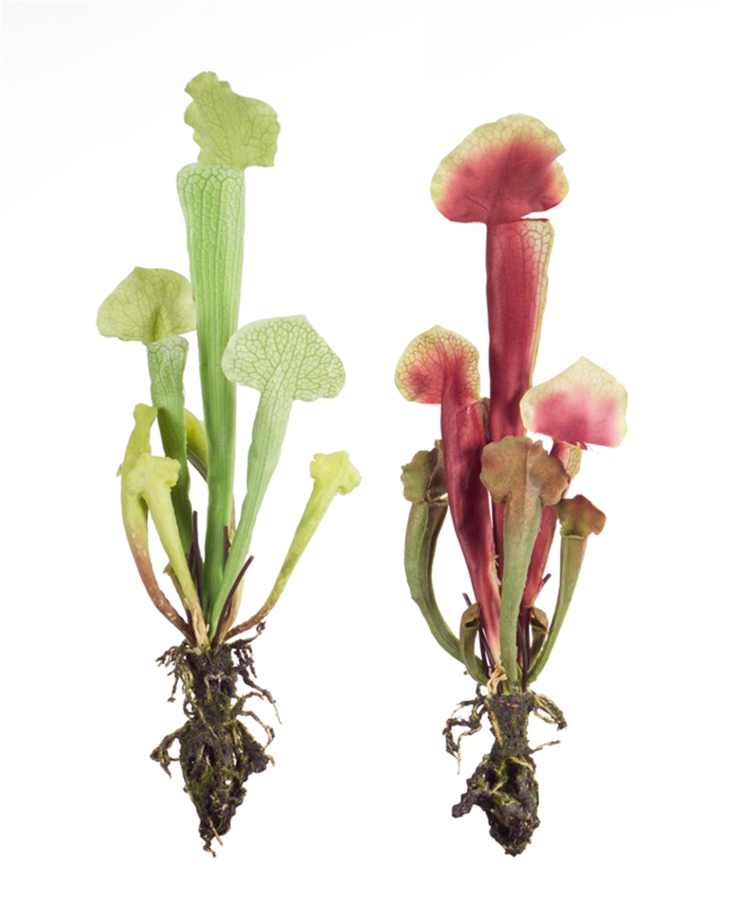 Cobra Lily Plant (Set Of 12) 13"H Polyester/Plastic