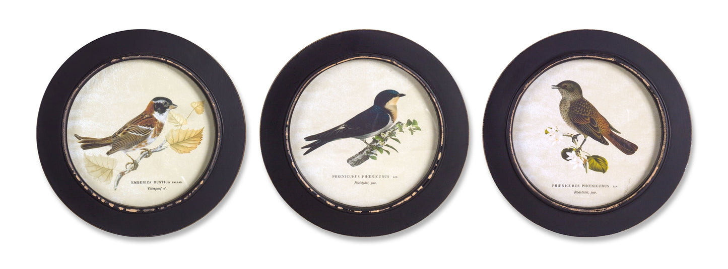 Framed Bird Print (Set Of 3) 9.5"D Mdf