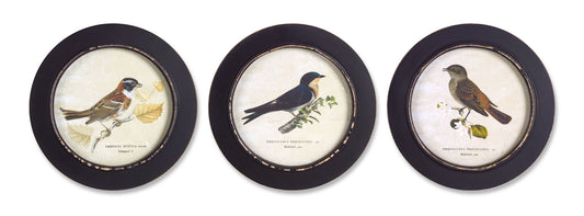 Framed Bird Print (Set Of 3) 9.5"D Mdf