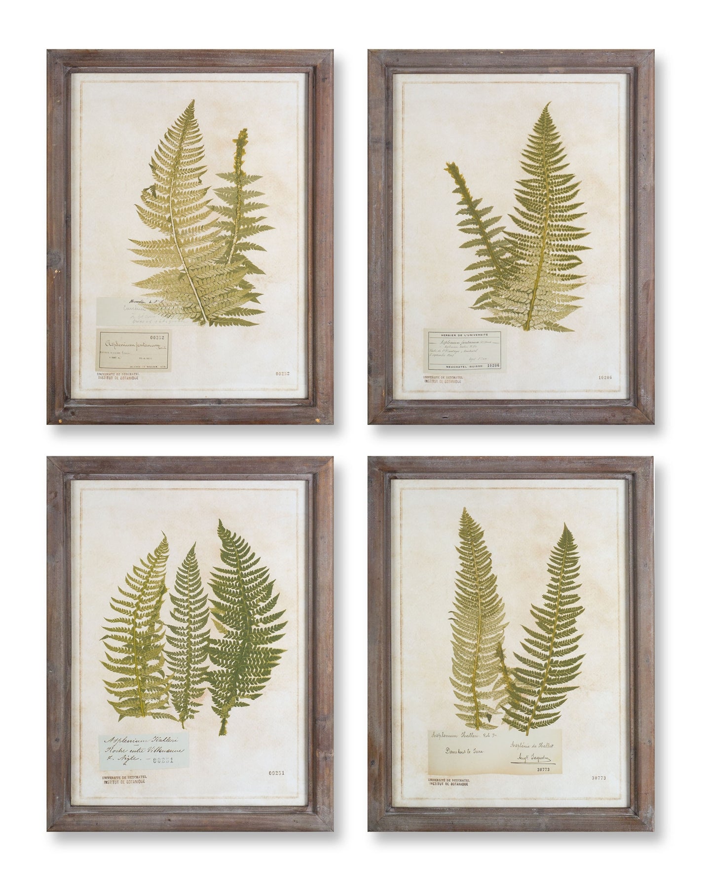 Framed Fern Print (Set Of 4) 17.75" x 23.5"H Wood/Glass