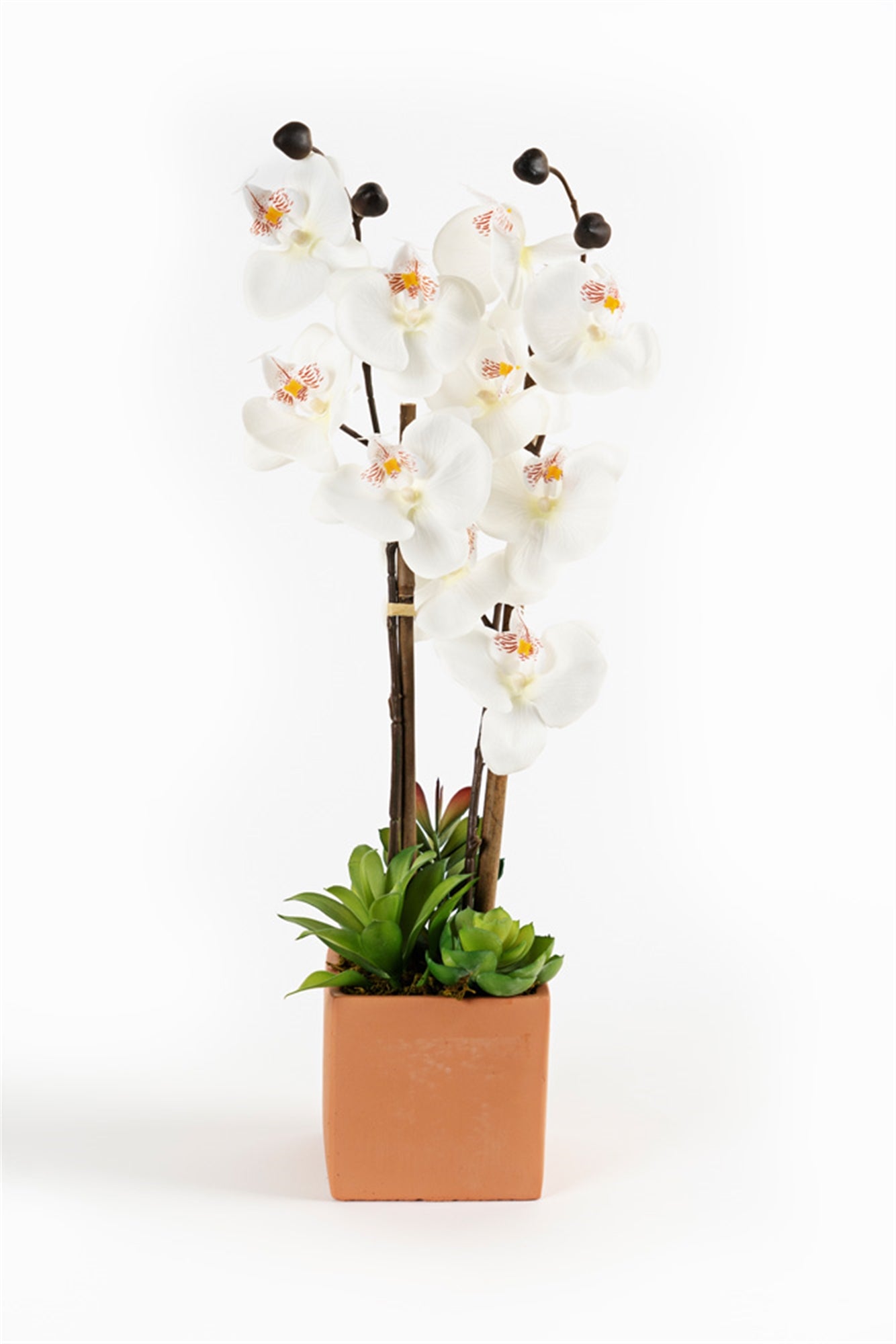 Potted Orchid Succulent Arrangement (Set Of 2) Polyester/Plastic 20"