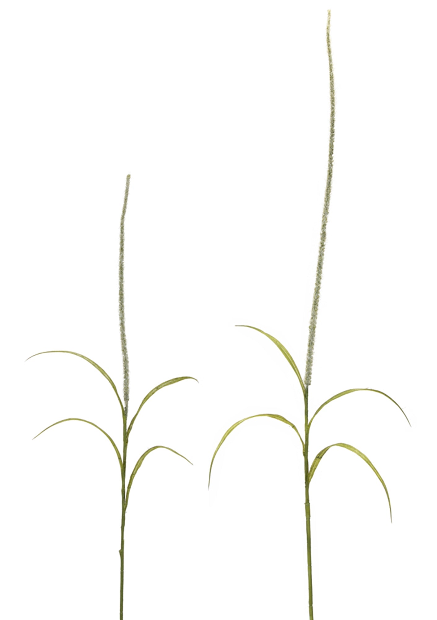 Foxtail (Set Of 12) 39"H, 52"H Plastic