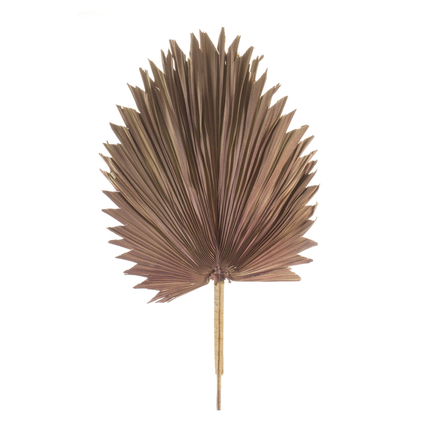 Fan Palm Leaf (Set Of 6) 42"H Natural Palm, Brown