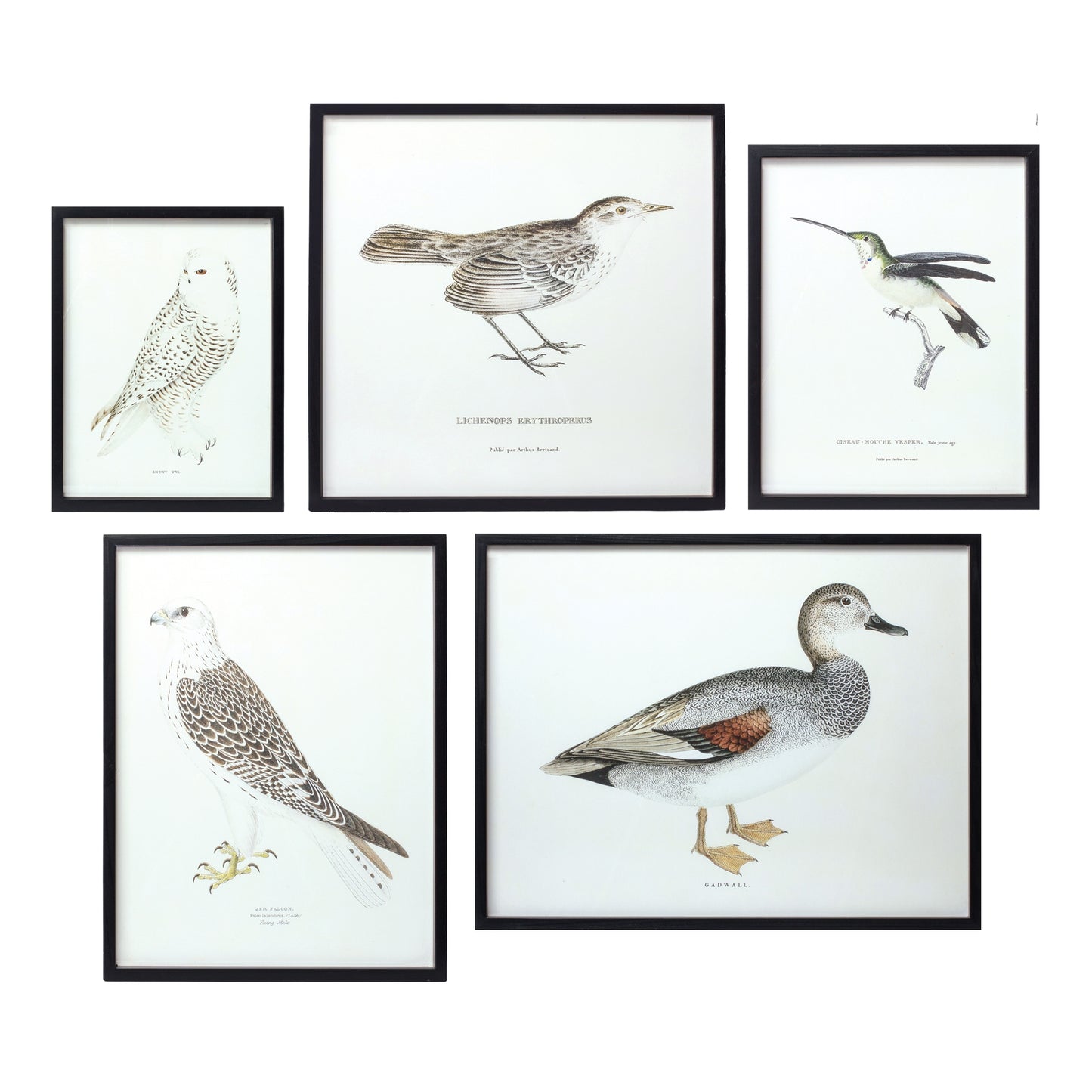 Bird Print Frame (Set Of 5) 15.75"H, 17.75"H, 23.5"H, 21.75"Sq, 21.75"H Wood/Mdf