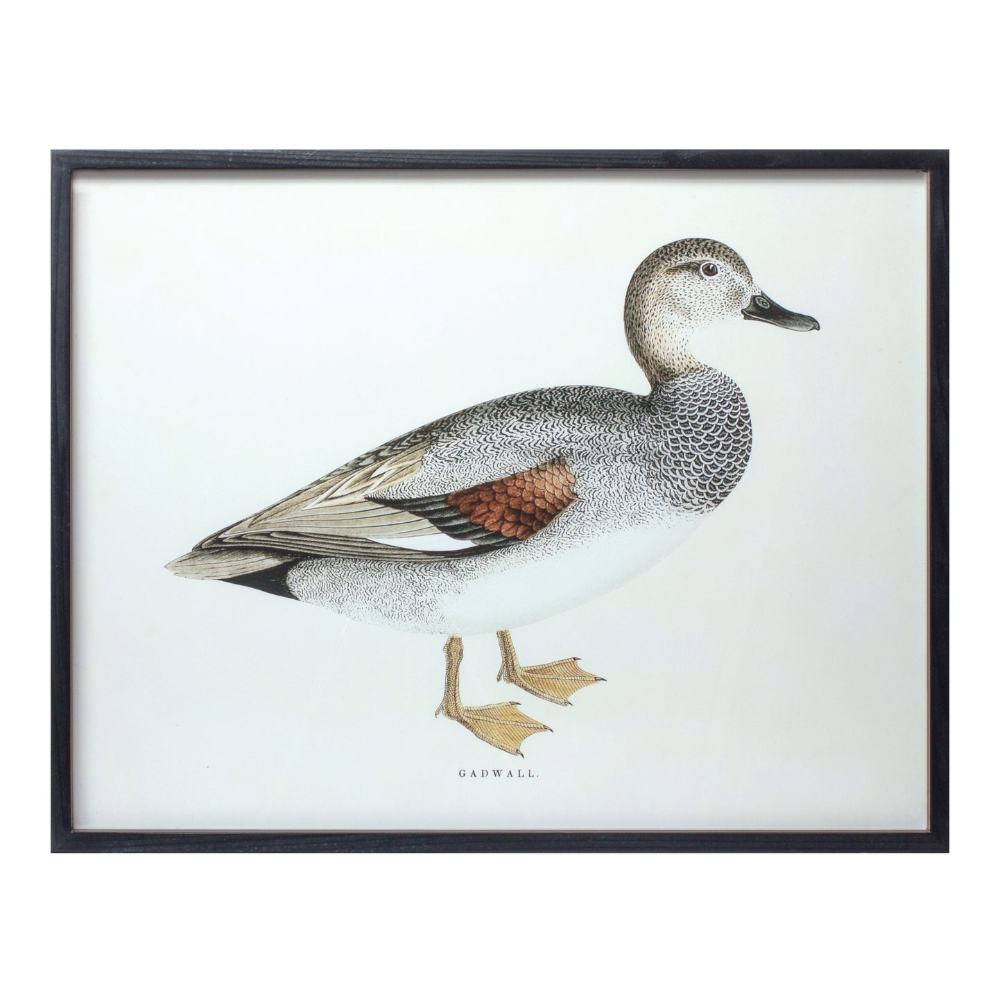 Bird Print Frame (Set Of 5) 15.75"H, 17.75"H, 23.5"H, 21.75"Sq, 21.75"H Wood/Mdf