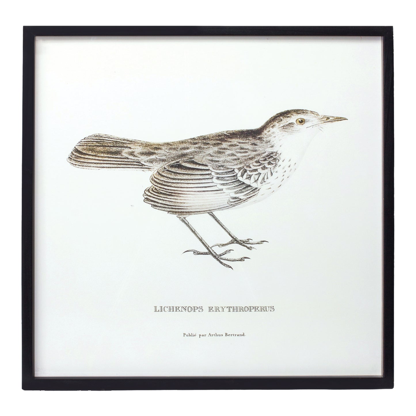 Bird Print Frame (Set Of 5) 15.75"H, 17.75"H, 23.5"H, 21.75"Sq, 21.75"H Wood/Mdf