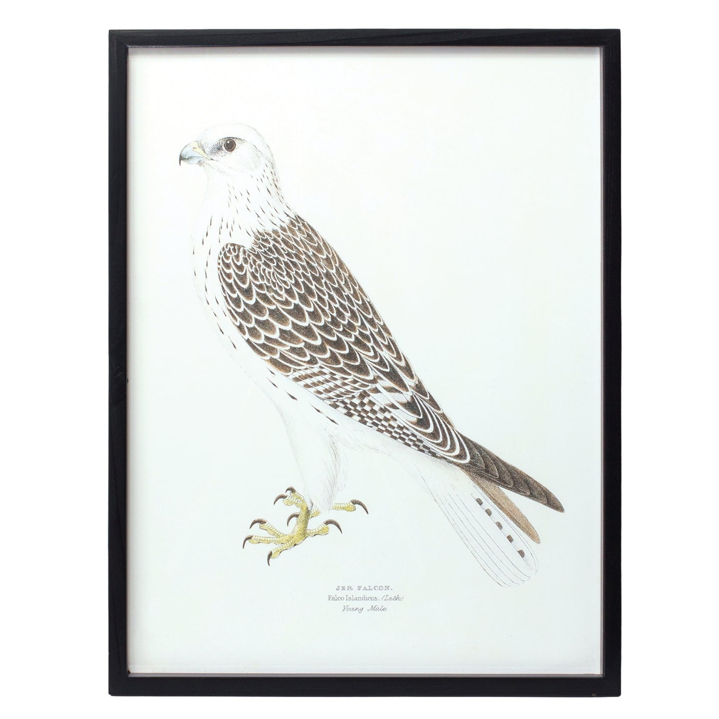 Bird Print Frame (Set Of 5) 15.75"H, 17.75"H, 23.5"H, 21.75"Sq, 21.75"H Wood/Mdf