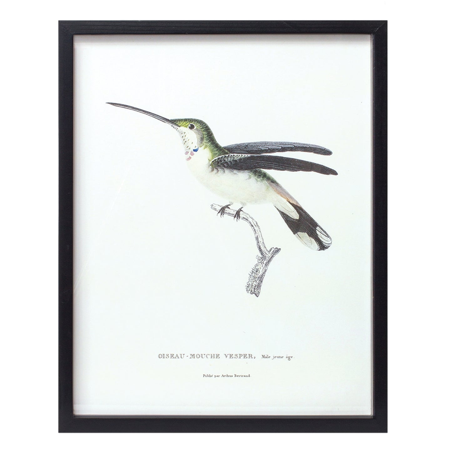 Bird Print Frame (Set Of 5) 15.75"H, 17.75"H, 23.5"H, 21.75"Sq, 21.75"H Wood/Mdf