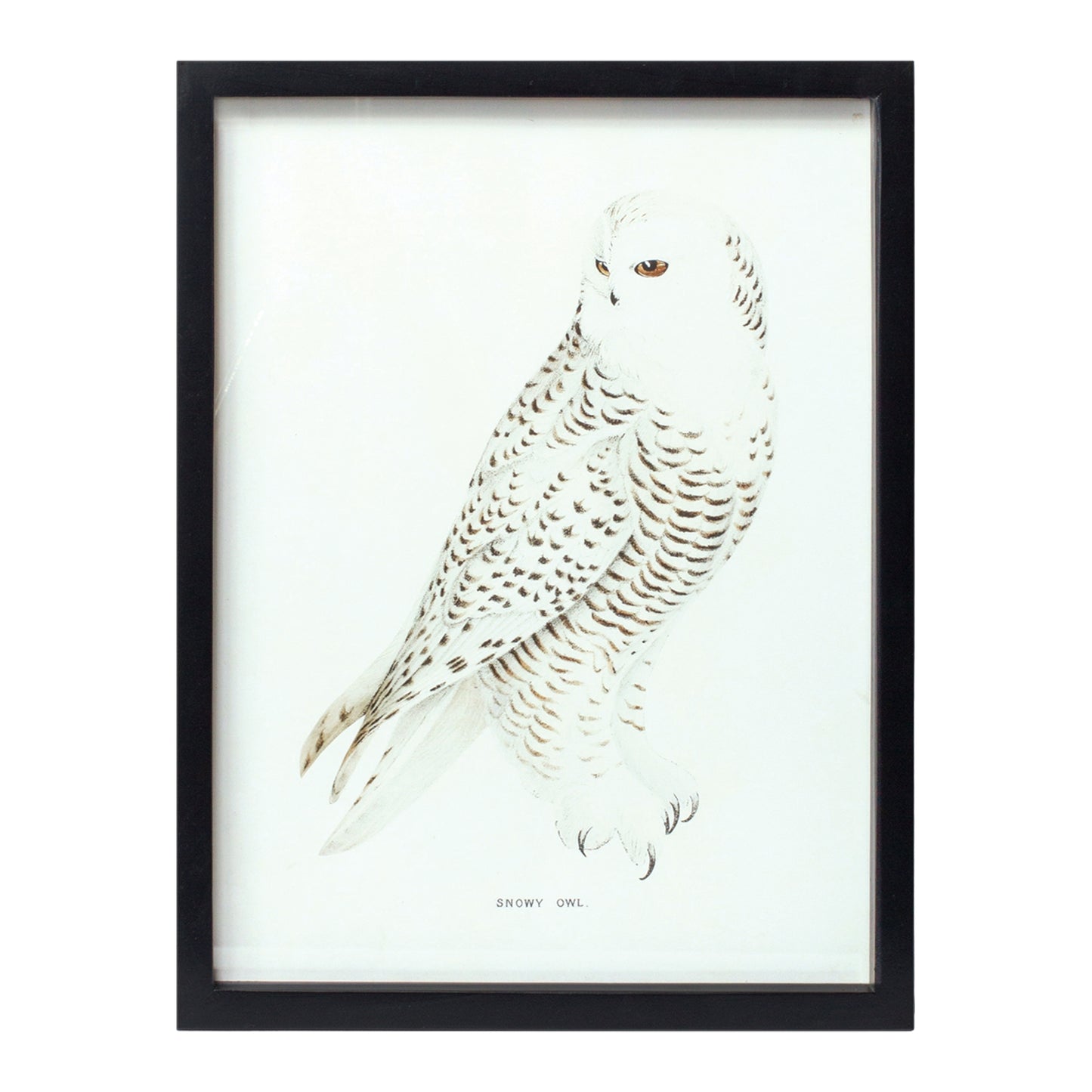 Bird Print Frame (Set Of 5) 15.75"H, 17.75"H, 23.5"H, 21.75"Sq, 21.75"H Wood/Mdf