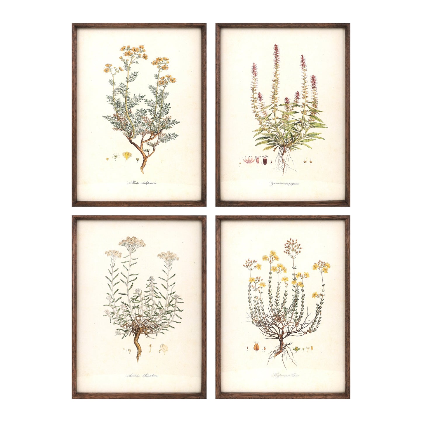 Floral Print (Set Of 4) 12"L x 17.5"H Mdf/Wood/Paper/Glass, Brown, White, Green