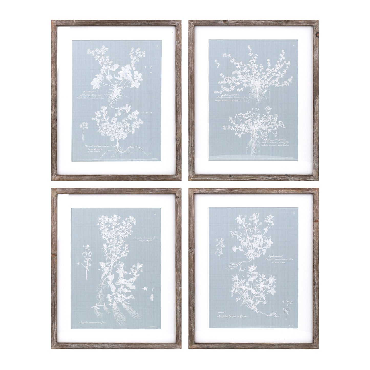 Floral Print (Set Of 4) 15.75"L x 19.5"H Mdf/Wood/Paper/Glass