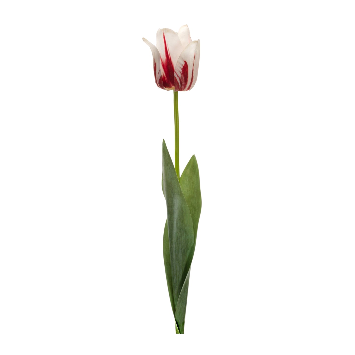 Tulip Stem (Set Of 6) 27"H Polyester/Plastic, Beige, Green