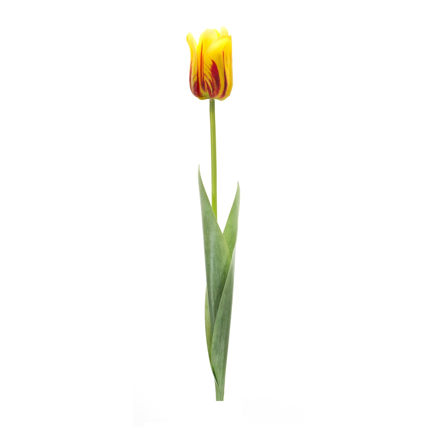 Tulip Stem (Set Of 6) 27"H Polyester/Plastic, Yellow, Green