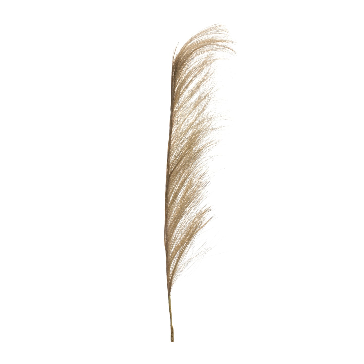Plume Stem (Set Of 6) 41.5"H Polyester