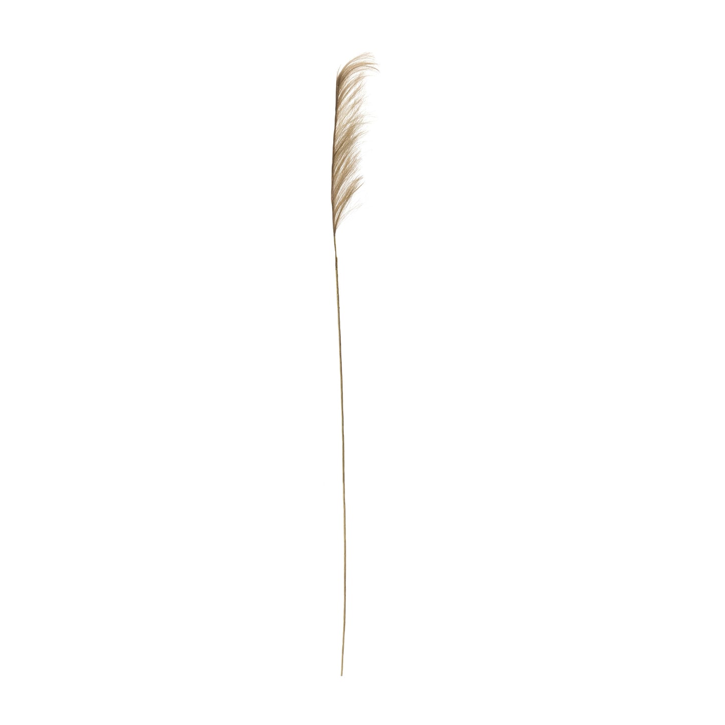 Plume Stem (Set Of 6) 41.5"H Polyester