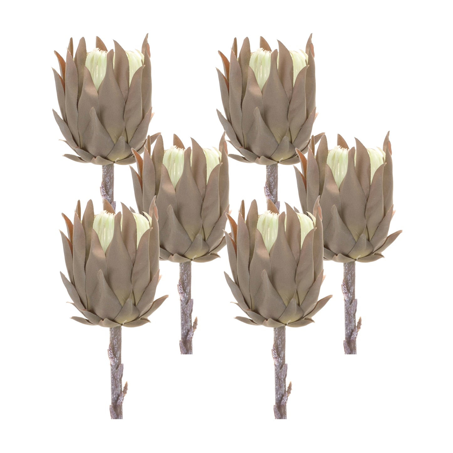 Protea Stem (Set Of 6) 20"H Plastic, Brown