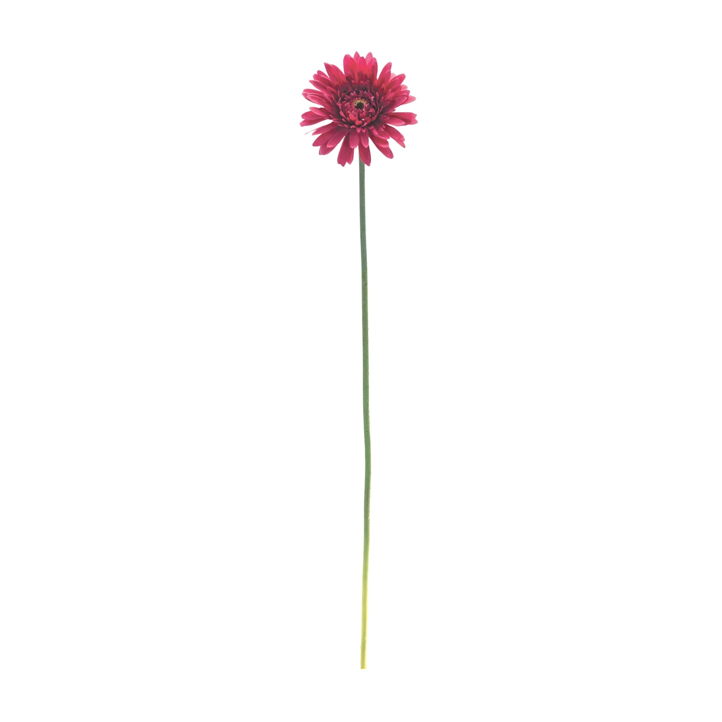 Gerbera Daisy Stem (Set Of 6) 22"H Polyester
