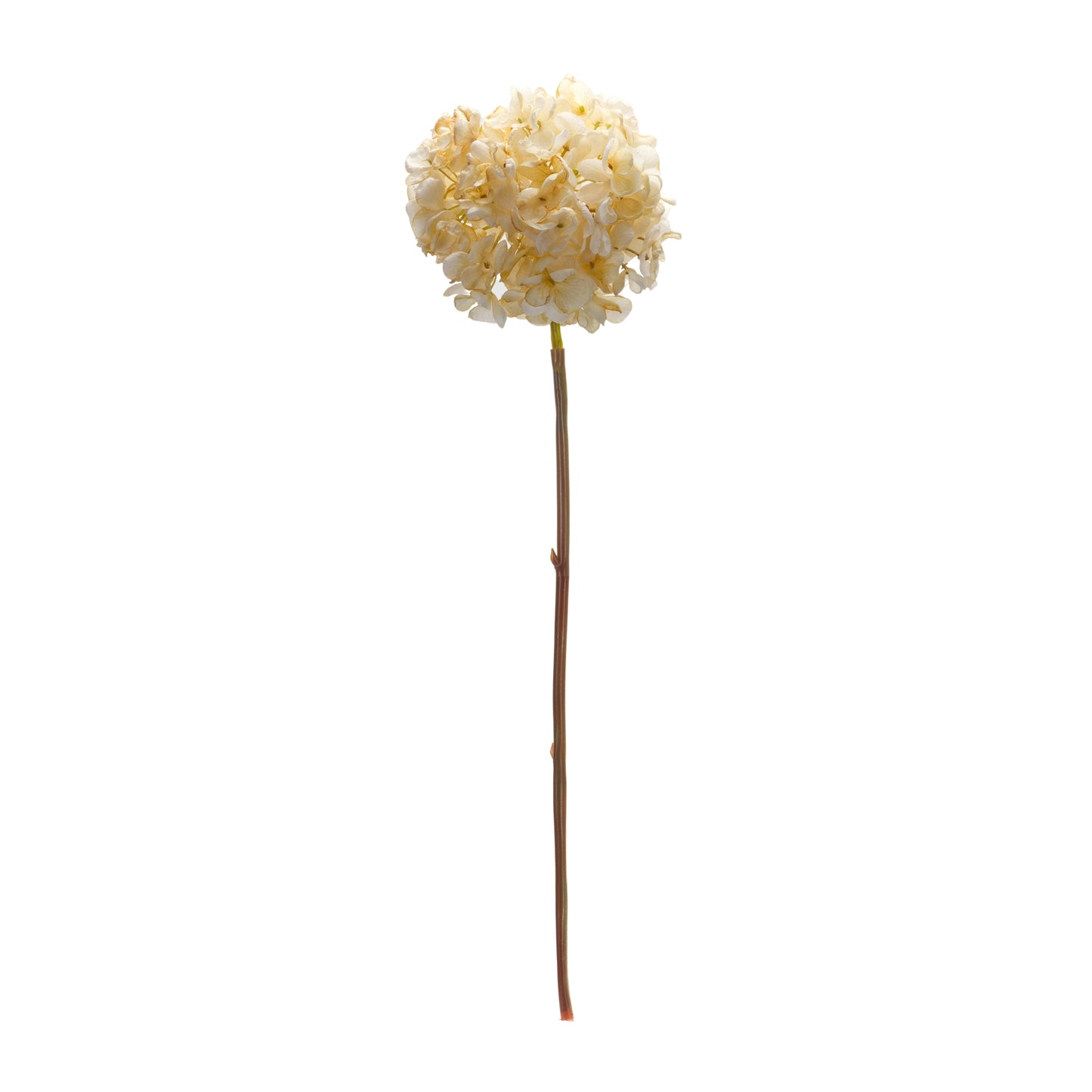 Hydrangea Stem (Set Of 6) 23"H Polyester, Beige