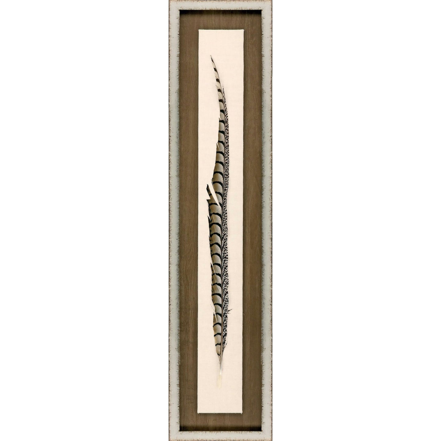 Paragon Lady Amhurst Feather